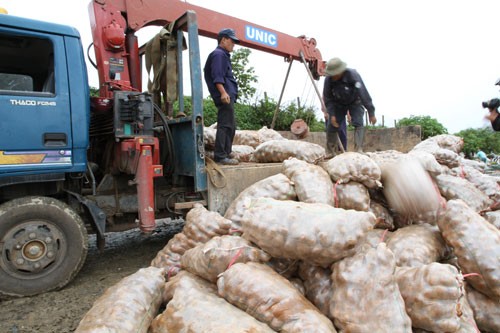 Tiêu hủy 26 tấn khoai tây Trung Quốc chứa chất độc hại.
